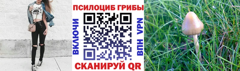 Купить  Белореченск  Псилоцибиновые грибы MAGIC MUSHROOMS 